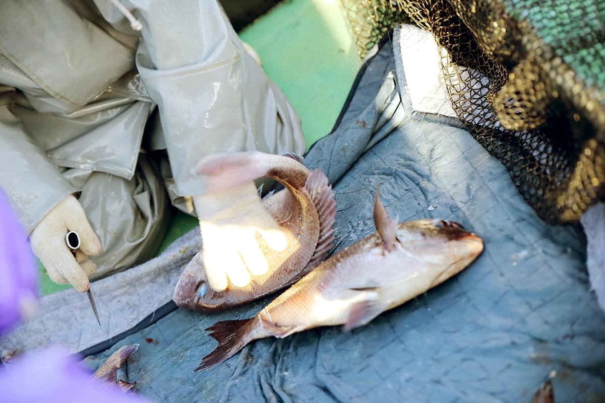 愛媛の特産品が生んだ みかん魚 愛媛百貨選 愛媛の逸品を見つけるポータルサイト