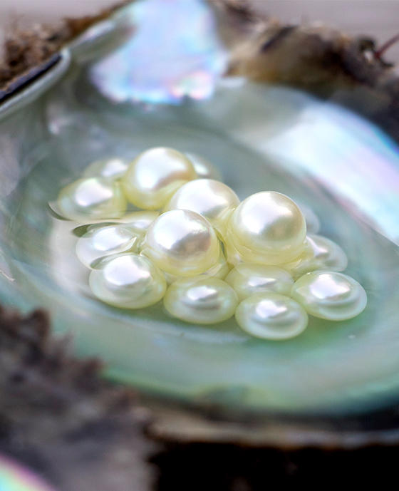 “Pearls from Ehime Prefecture” From Japan's No. 1 pearl cultivation area, offering unwavering quality and new value.